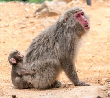 Free Images : wildlife, zoo, mammal, together, fauna, primate ...