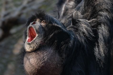 SIAMANGS, aka the monkeys with a fat nutsack on their throat : r/Destiny