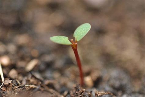 growing   future berkshire center   health