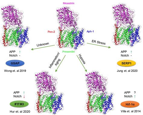 Frontiers | γ-Secretase Modulatory Proteins: The Guiding Hand Behind ...