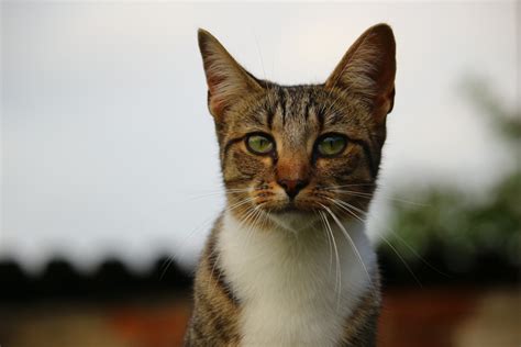 Безплатна снимка : коте, фауна, наблизо, нос, мустаци, гръбначен, mieze ...