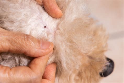 Comprehensive Guide to Understanding and Treating Ringworm in Dogs