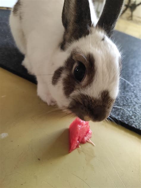 Bunny Ellie ^^ by Yuninka2 on DeviantArt