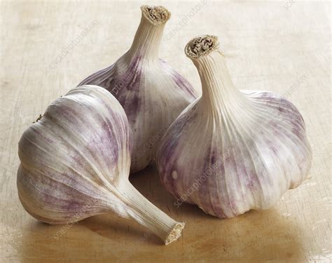 Garlic bulbs - Stock Image - H110/4499 - Science Photo Library
