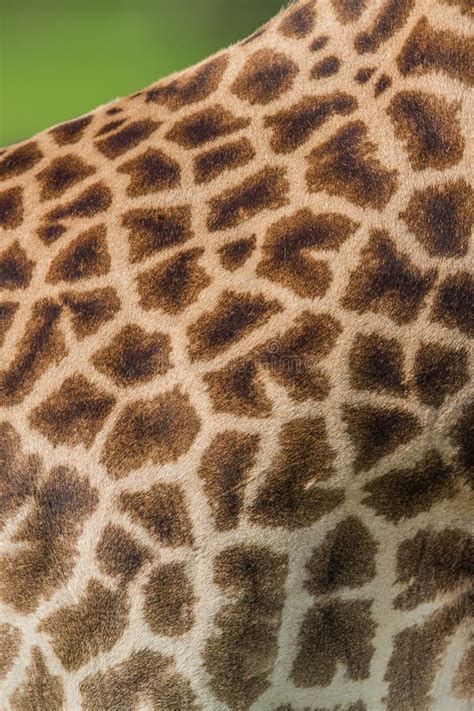 giraffe skin pattern stock photo image  wild mammal