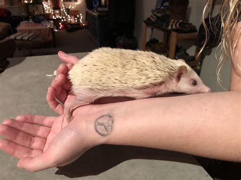 guide to hedgehog scratching without vet 7