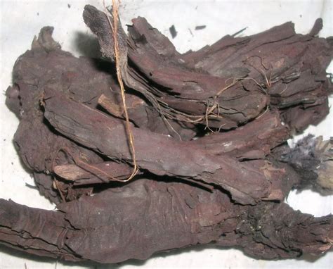 ratan jot   price  kolkata  nature herbs id