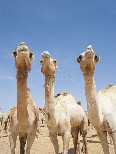 Camelos Do Dromedary Em Um Mercado Africano Foto de Stock - Imagem de ...