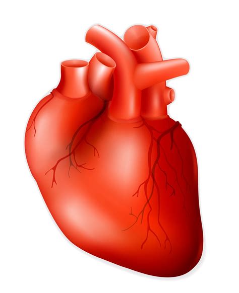heart circulatory system clipart clip art library