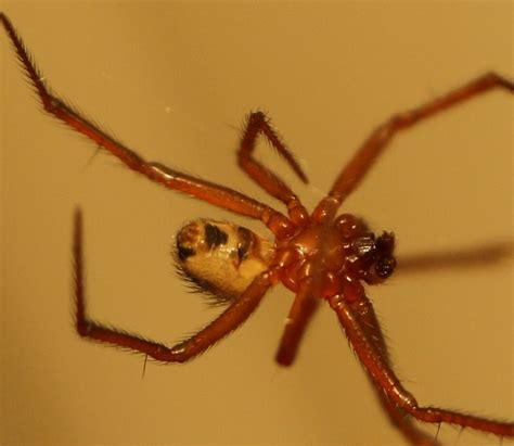 Steatoda by Anubhav Agarwal on 20 March 2019