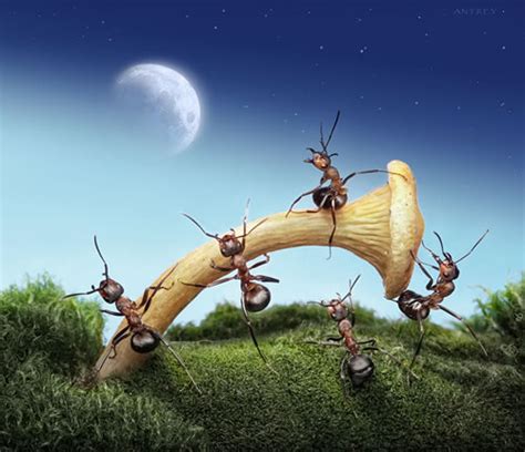 Ant Tales by Andrey Pavlov - Neatorama