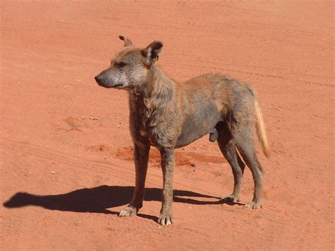 Remove Feral Dogs in Australia | M&P Vertebrate Pest Control