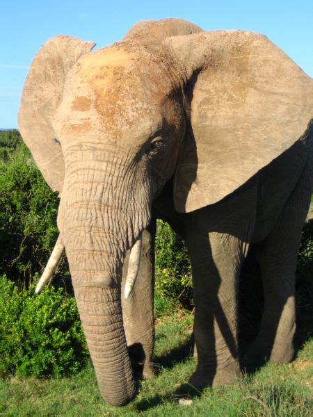 Animals Category | Encyclopedia.com