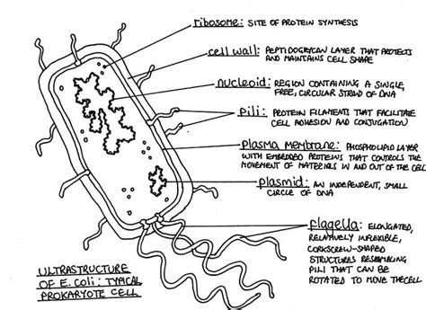topic  ultra structure  cells amazing world  science