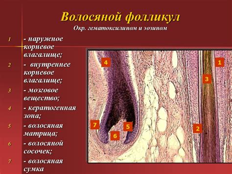 Кожа и кожные производные - презентация онлайн