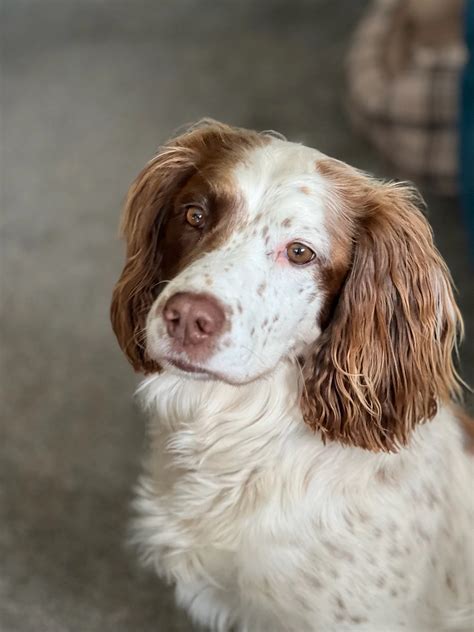 Adopt a dog | Springer Rescue Scotland | Dedicated to rescuing and rehoming Spaniels