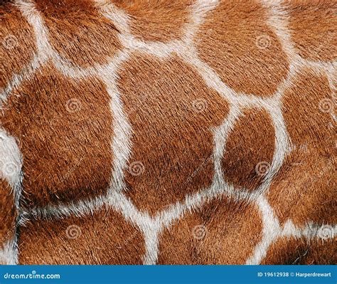 Giraffe Skin Pattern, Shape, Texture. Royalty-Free Stock Image ...