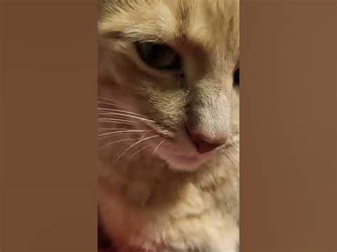 RIZZ CAT - YouTube