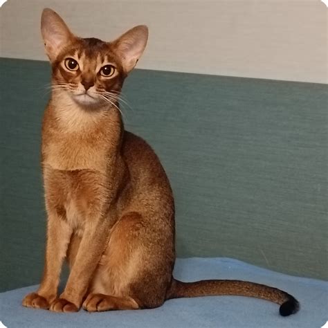 Barry the Abyssinian Kitten with Reddish-Brown Fur