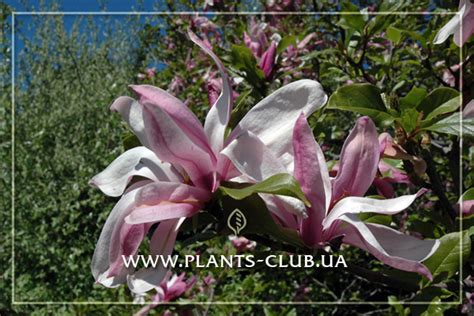 Магнолия Рикки или Magnolia ‘Ricki’ | Roslyny.com