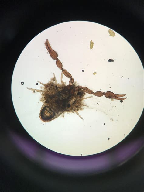 1411 best Mites images on Pholder | Houseplants, Plantclinic and