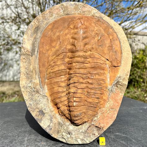 UK Fossils – Fossils for Sale, British Fossil Marketplace