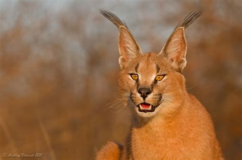 20 Graceful Pictures of Lynxes - The Wondrous