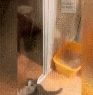 I Love Kitties Club on Twitter: "#SignsYouAreAGoodPerson When you # ...