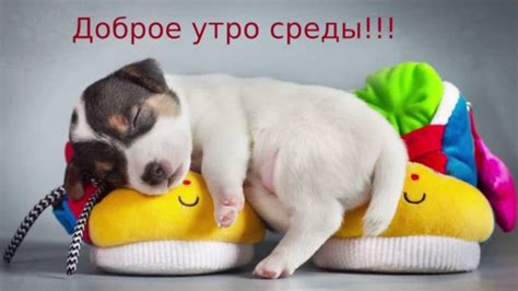 Доброе утро среда - пожелания и прикольные картинки.