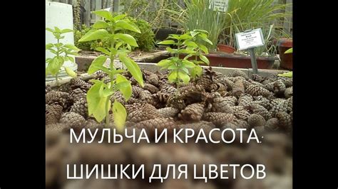 МУЛЬЧА И КРАСОТА ШИШКИ ДЛЯ ЦВЕТОВ #сад #мульча #огород - YouTube