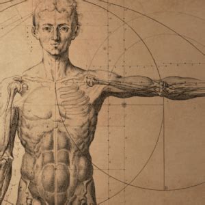 human anatomy   ages vived learning