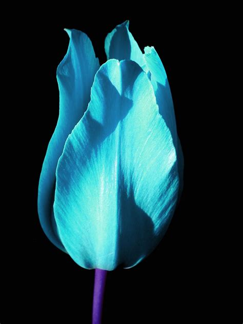 blue tulip anu samarüütel