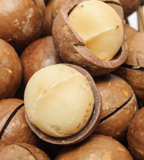 MACADAMIA - Golgemma