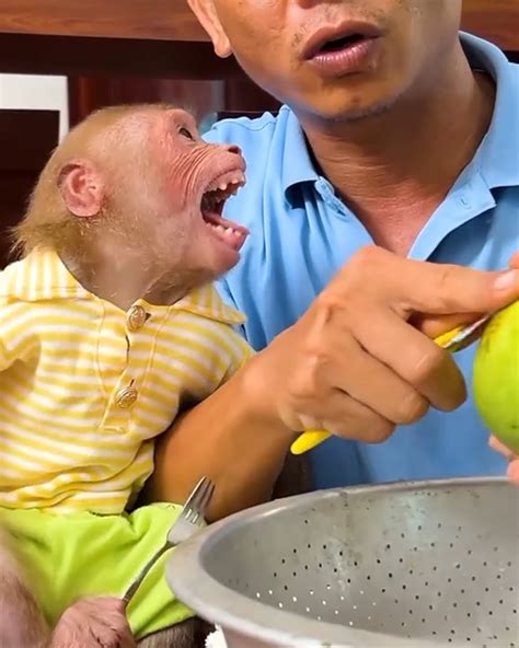 #monkeys #FamilyBiBi #MonkeyBiBi #baby #BiBi #babyboy | Family BiBi