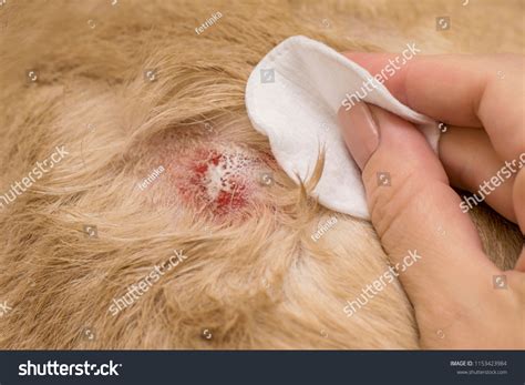 Atopic Dermatitis In Dogs