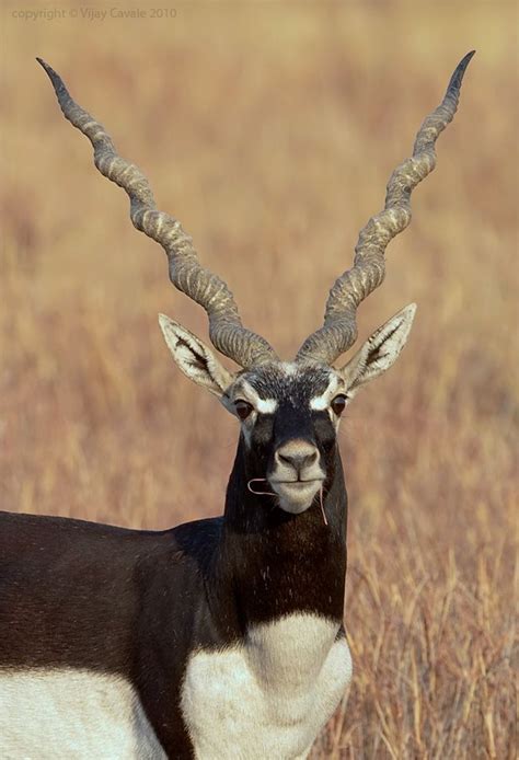 Male Blackbuck (Antilope cervicapra) with a magnificent set of spiral ...