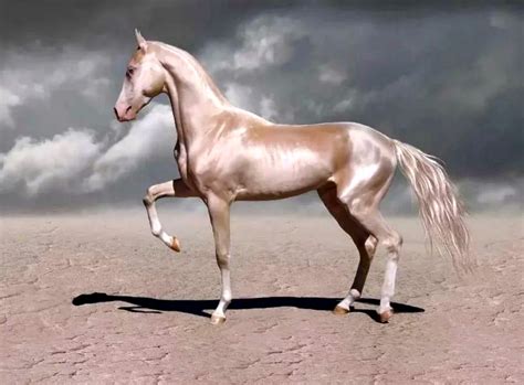 Beautiful Arabian Horses, Most Beautiful Horses, Beautiful Creatures ...