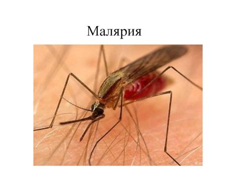 Малярия: классификация, клиника, лечение