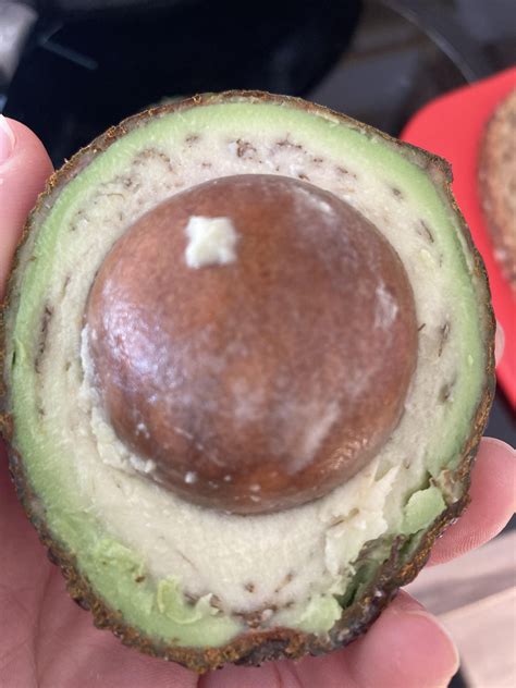Why is my avocado hairy inside? : r/biology