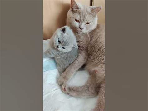 Котенок с мамой - YouTube