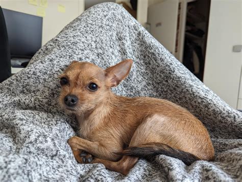 Show me your chihuahua mixes! : r/Chihuahua
