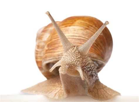 「Snail-Shell」の写真素材 | 1,093件の無料イラスト画像 | Adobe Stock
