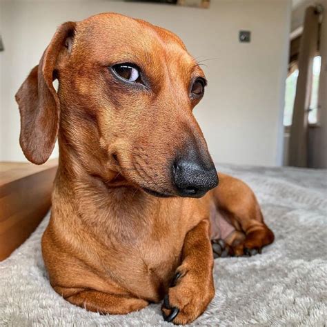 WeRateDogs® on Instagram: “This is Douglas. He saw you engage in brief ...