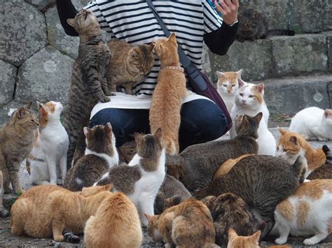 Aoshima: Mit der Fähre auf die Katzeninsel - JAPANDIGEST