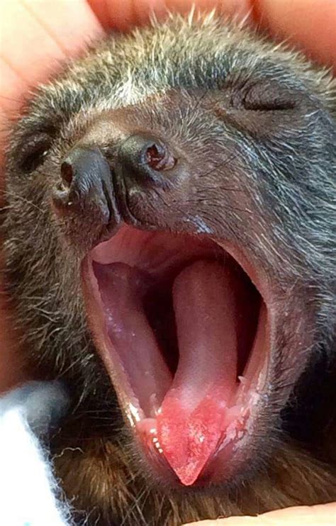 Baby bat (flying fox) YAWN -- photo by Battie Blue | Baby bats, Animals ...