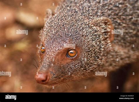 Indian gray mongoose (Herpestes edwardsii), adult, animal portrait ...