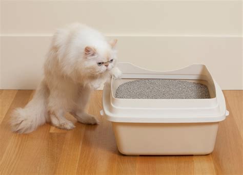 Запор у котенка