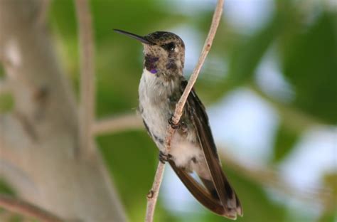 7 Species of Blue Hummingbirds in North America (Inc. Awesome Photos)