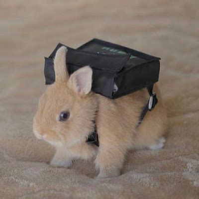 Badiant Bun - Minecraft Modpacks - CurseForge