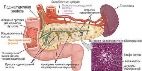 Картинки по запросу поджелудочная железа эндокринная экзокринная ...